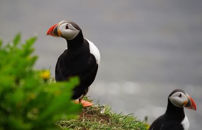 Close-up of an animal