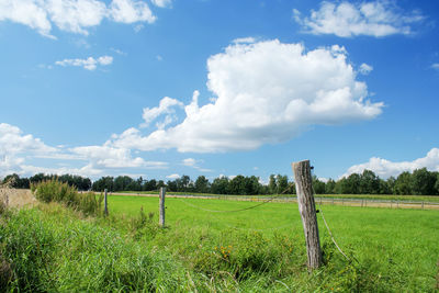 Scenic view of agricultural field against sky