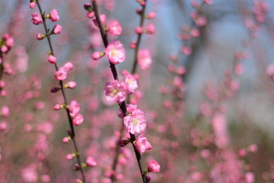 Close-up of pink flower