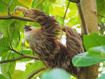 Low angle view of bird perching on tree