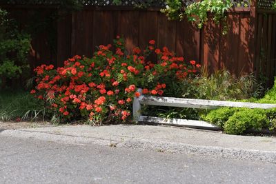 Close up of red flowers