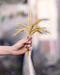 Close-up of hand holding plant