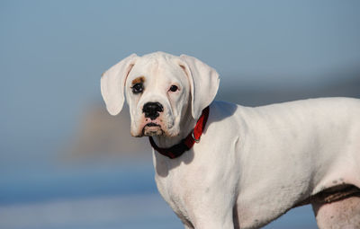 Close-up of a dog