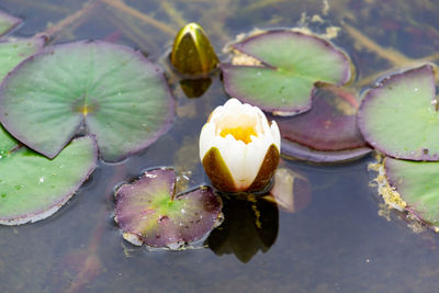 Close-up of lotus water lily in lake