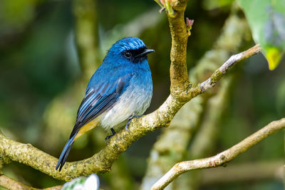 Close-up of bird perching on branch