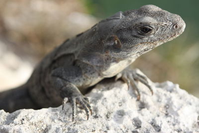 Close-up of lizard