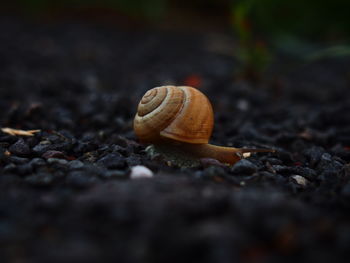 Close-up of snail on ground