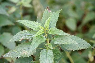 Close-up of fresh green leaves