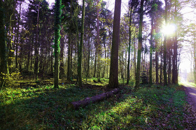 Trees in forest
