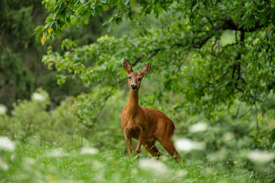Female roe deer on green meadow an trees wildlife