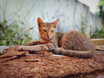 Portrait of a cat resting