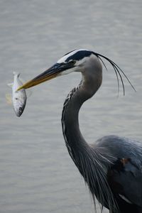 Close-up of heron in ocean with a fish