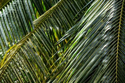 Close-up of palm tree