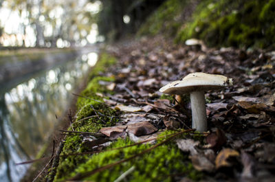 Close-up of mushrooms growing on land