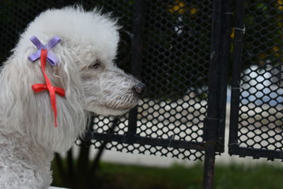 Close-up of dog by chainlink fence