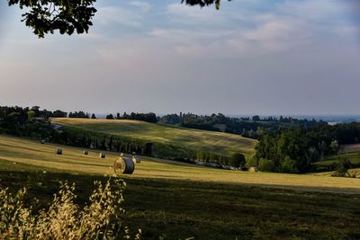 Scenic view of agricultural field against sky