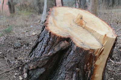 Close-up of tree trunk in forest