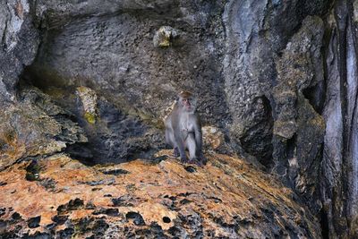 Macaque long tailed monkey playing ocean cliffs phuket bangkok macaca cercopithecinae thailand asia