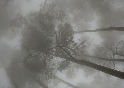 Trees against sky