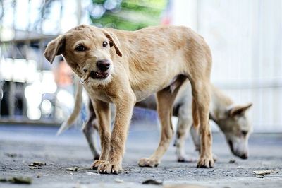 Stray dogs on street