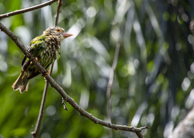 Low angle view of bird perching on tree