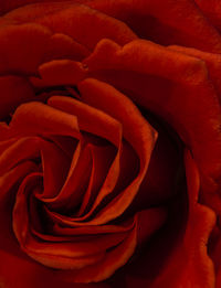 Full frame shot of red rose