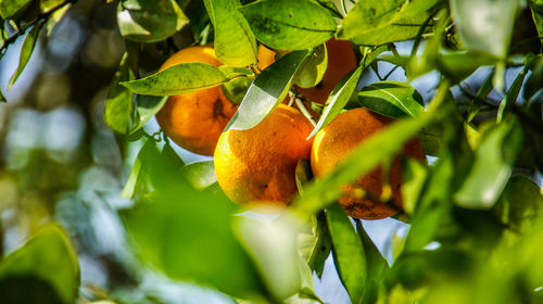 Close-up of orange fruits on tree