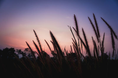 Close-up of silhouette plants on field against sky during sunset