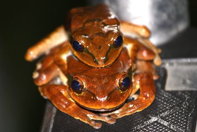 Close-up high angle view of brown frogs mating