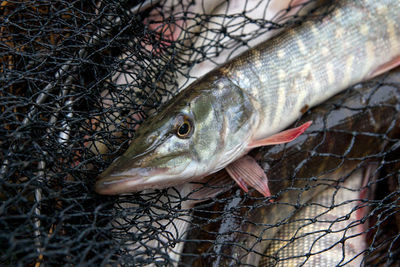 Close-up of fish