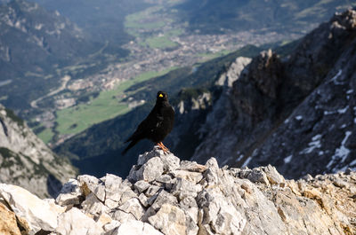 Close-up of black bird perching on rock