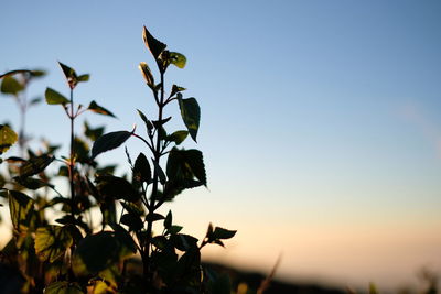 Low angle view of silhouette plant against clear sky