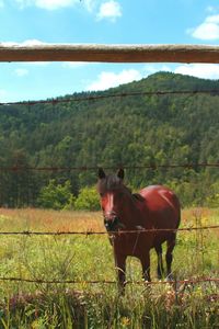 Portrait of horse standing on field against sky