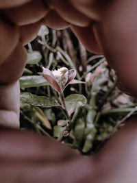 Close-up of hand holding plant