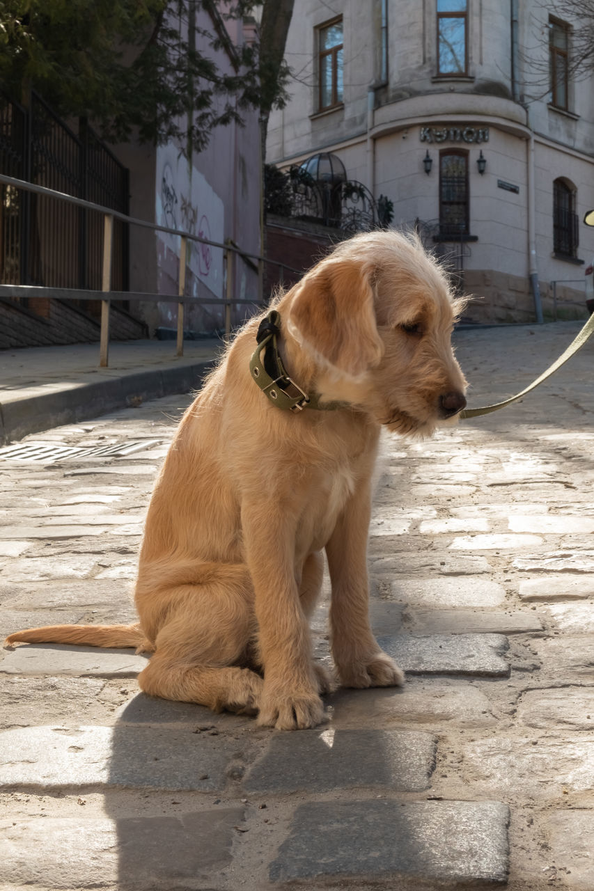 pet, animal themes, one animal, animal, mammal, domestic animals, dog, canine, architecture, building exterior, built structure, city, labrador retriever, no people, sunlight, day, sitting, nature, looking, retriever, footpath, golden retriever, building, outdoors, street, looking away