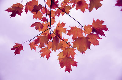 Low angle view of maple leaves against sky