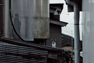 Low angle view of horse in building