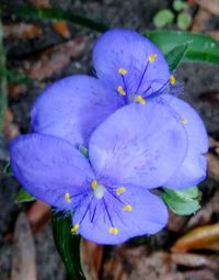Close-up of fresh purple flower blooming in garden