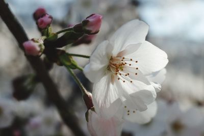 Close-up of white cherry blossom