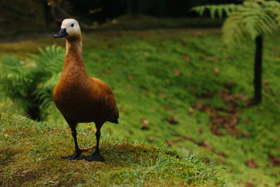 Full length of a bird on field