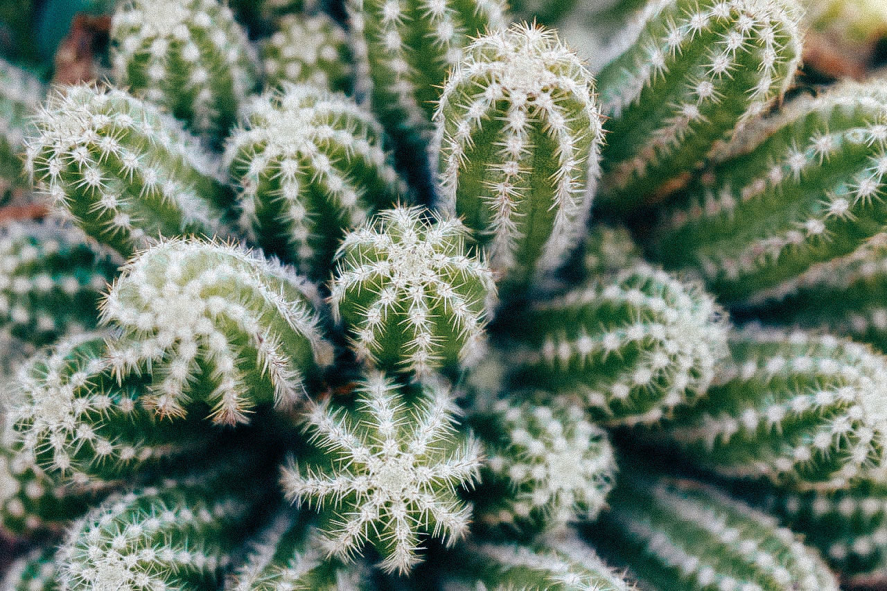 CLOSE-UP OF SUCCULENT PLANTS