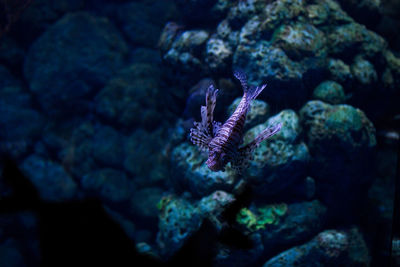 Fish swimming in sea