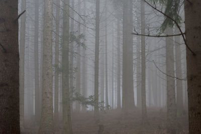 Trees growing in forest