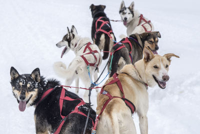 Portrait of dogs on snow