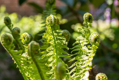 Close-up of fresh green plant