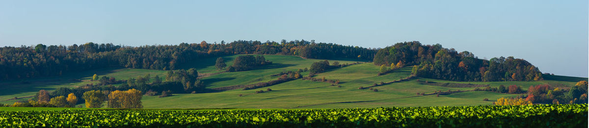 Scenic view of agricultural field against clear sky