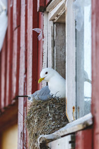 Black legged kittiwake nesting at a house window