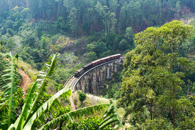 Arch bridge amidst trees in forest