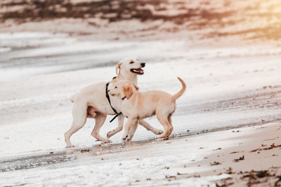 Dog looking away on beach