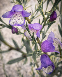 Close-up of purple flowers blooming outdoors